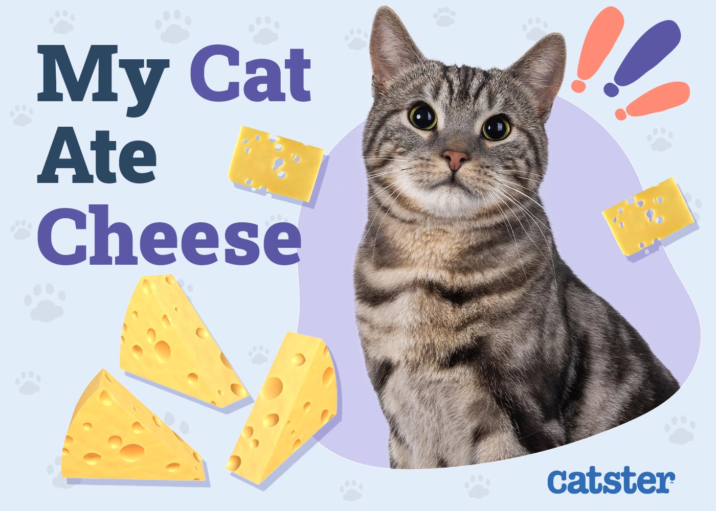 My Cat Ate Cheese: Vet Approved Advice on What to Do
