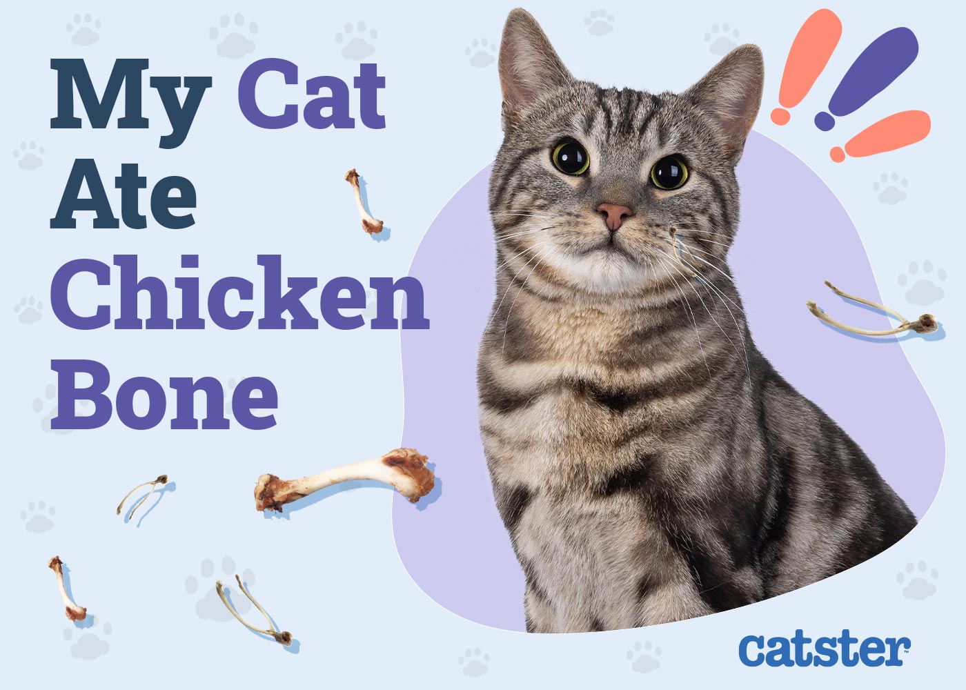 My Cat Ate a Chicken Bone! Here’s What to Do (Vet Answer)