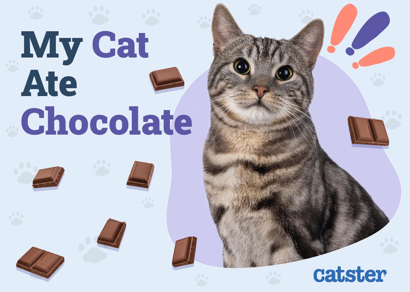 My Cat Ate Chocolate! Our Vet Explains Toxicity & What to Do