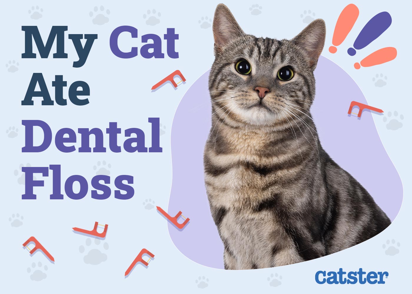 My Cat Ate Dental Floss: Is It Dangerous? Our Vet Explains What to Do