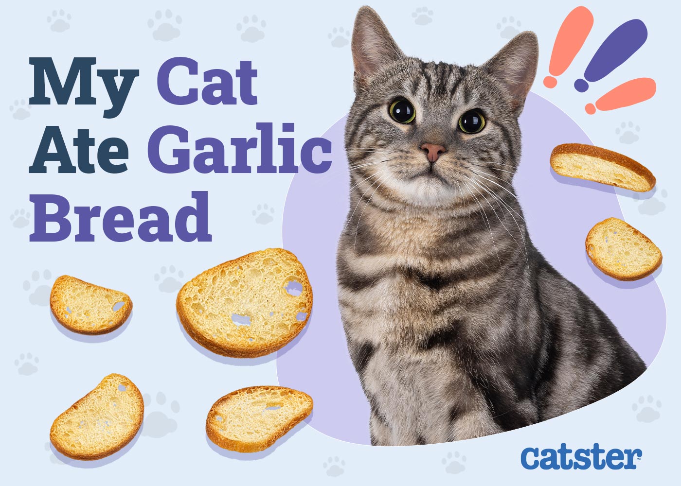 My Cat Ate Garlic Bread! Here's What to Do (Vet Answer)