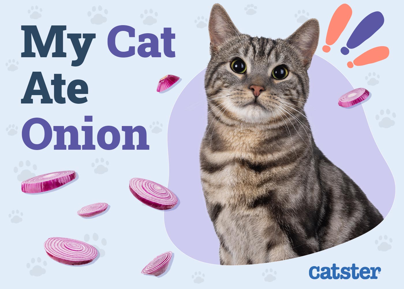 My Cat Ate Onion! Our Vet Explains What to Do