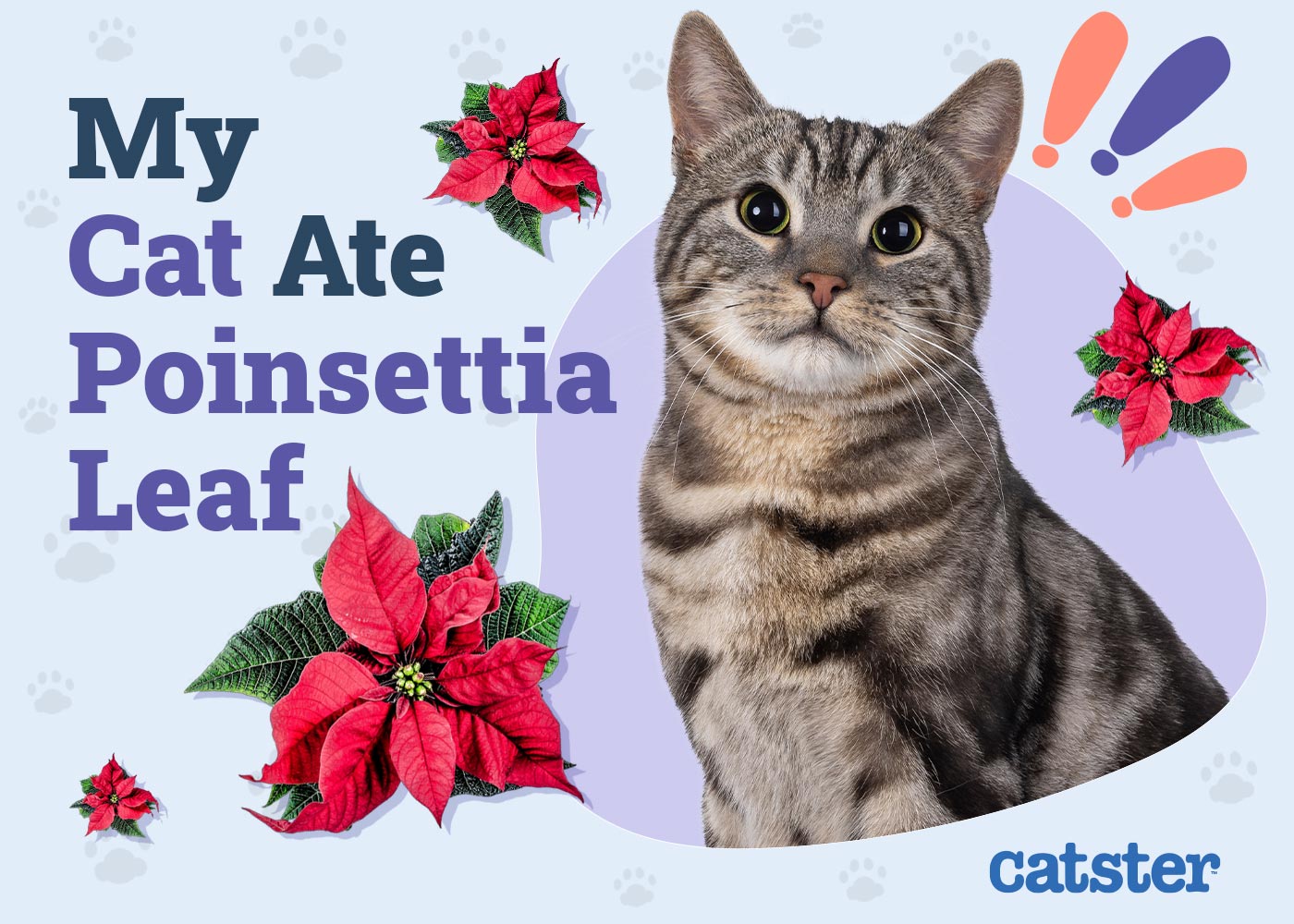 My Cat Ate a Poinsettia Leaf, Here’s What to Do (Vet Answer)