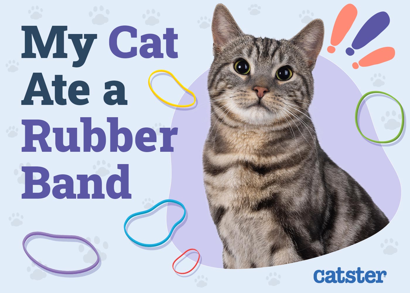 My Cat Ate a Rubber Band: Here’s What to Do (Vet Answer)