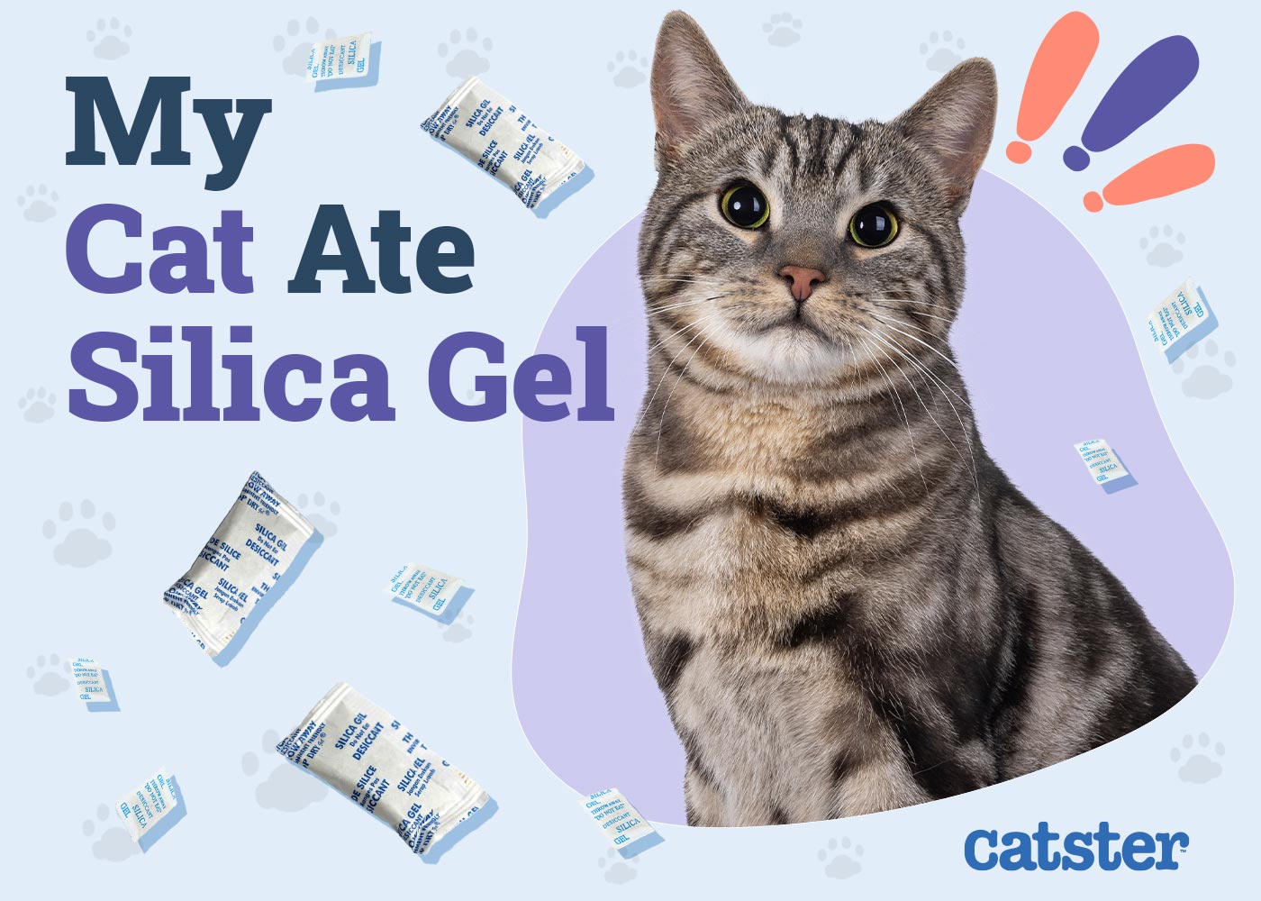 My Cat Ate Silica Gel! Here’s What to Do (Vet Answer)