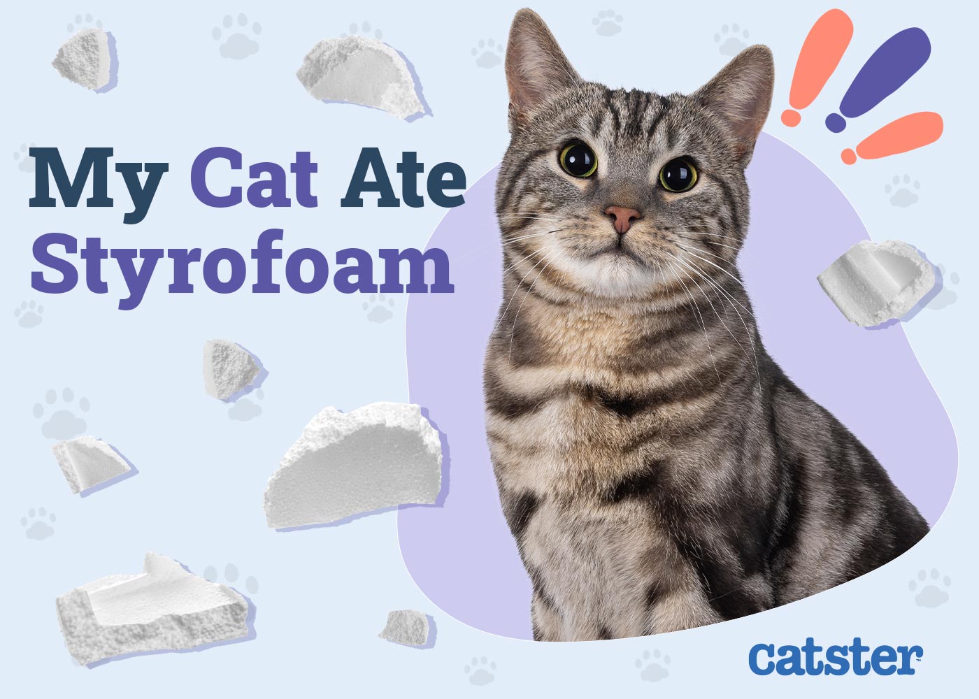 My Cat Ate Styrofoam! Here’s What to Do (Vet Answer)