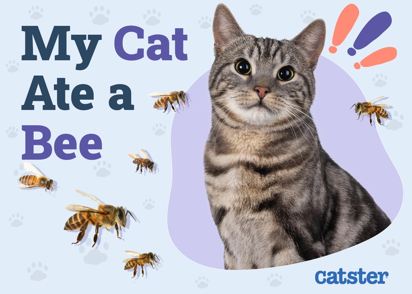 My Cat Ate a Bee! Here’s What to Do (Vet Answer)