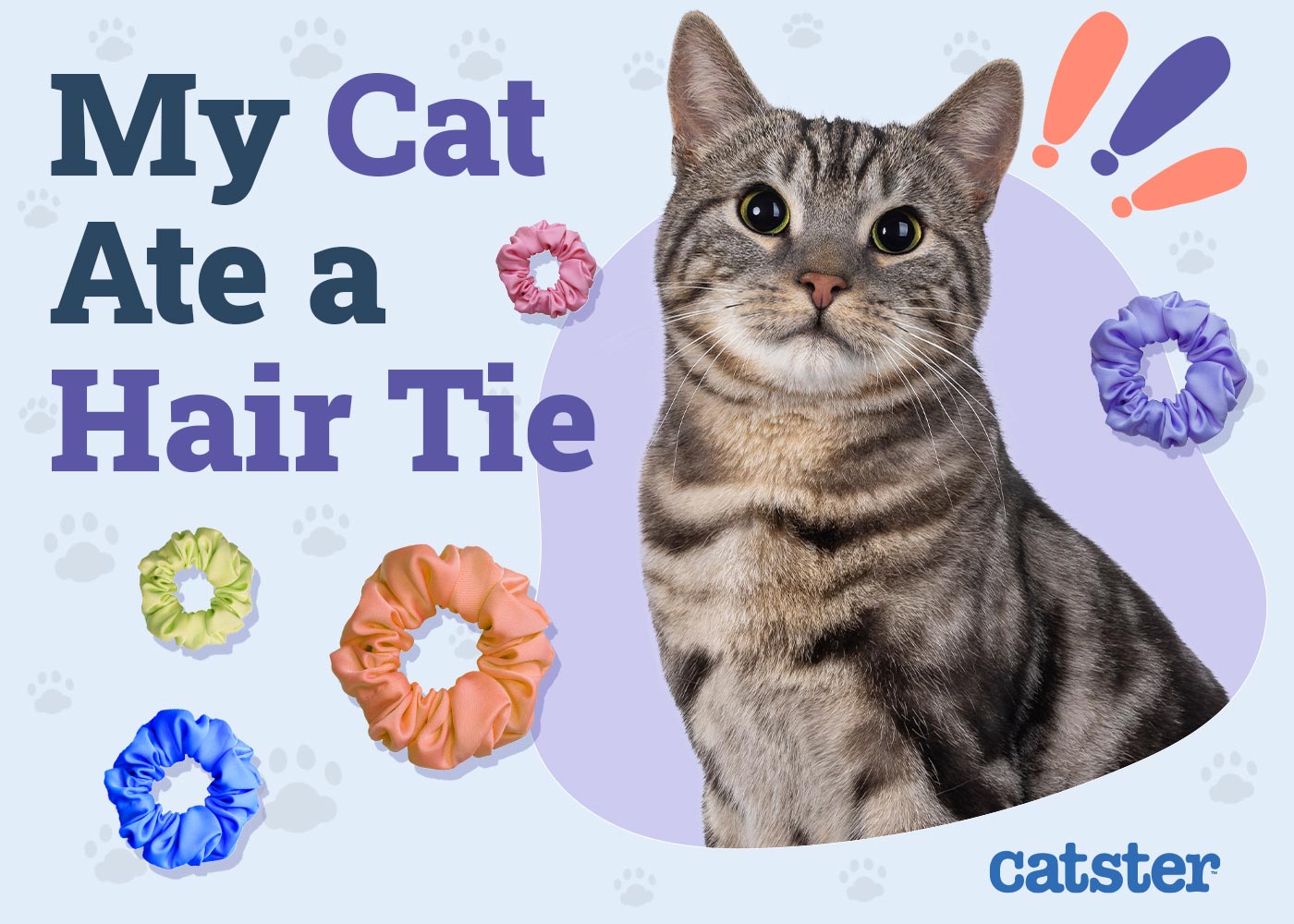 My Cat Ate a Hair Tie! Here's What to Do (Vet Answer)
