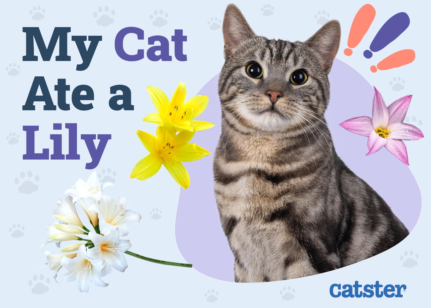 My Cat Ate a Lily: Is It Dangerous? Vet Reviewed Signs & Treatments