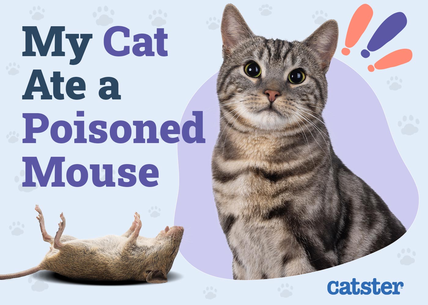 My Cat Ate a Poisoned Mouse! Crucial Vet Reviewed Next Steps