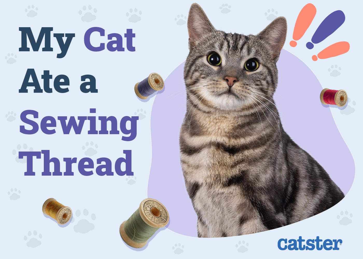 My Cat Ate a Sewing Thread, What Do I Do? Our Vet Answers
