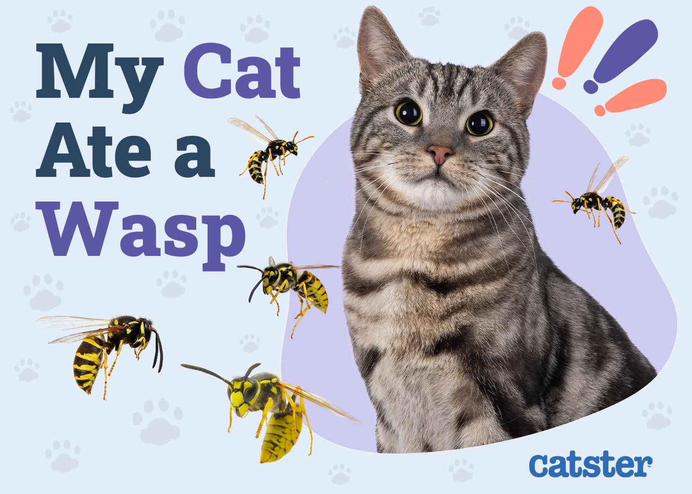 My Cat Ate a Wasp: Is It Dangerous? Vet Reviewed Signs & Treatments
