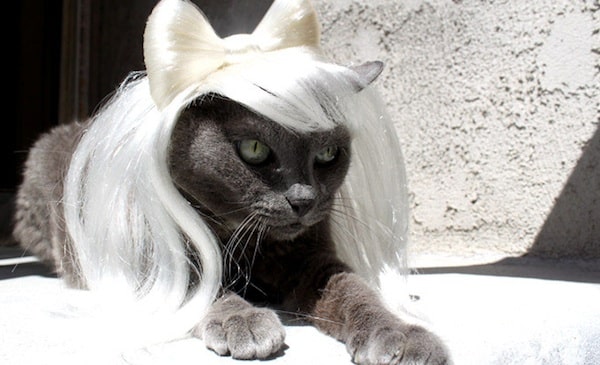 Cushzilla: Interview With the Cat Clothing Experts