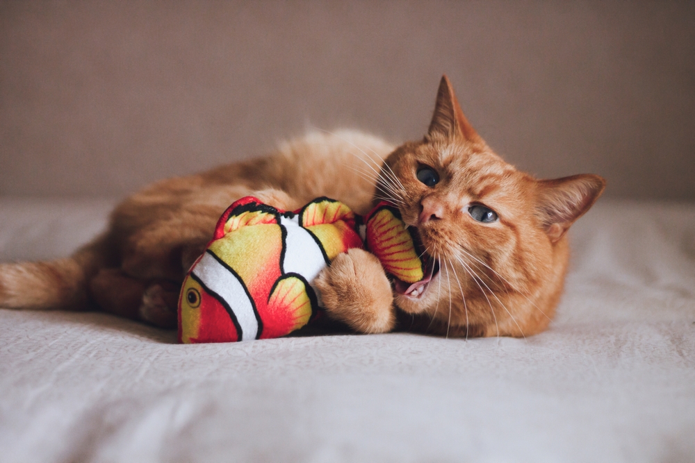 Orange cat playing with a fish toy