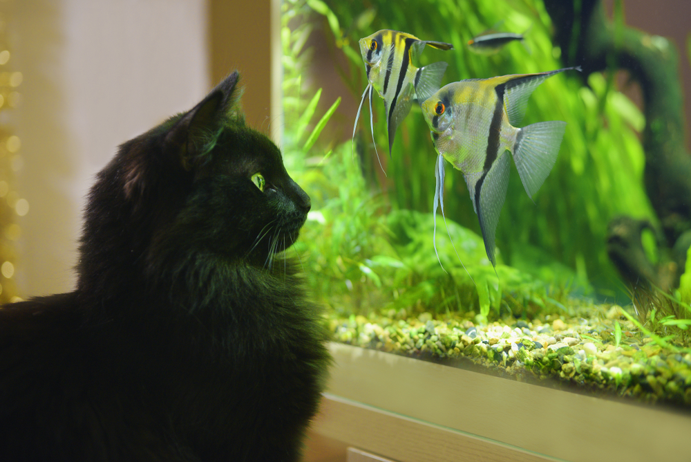 Why Do Cats Like Fish? 4 Interesting Vet-Reviewed Reasons