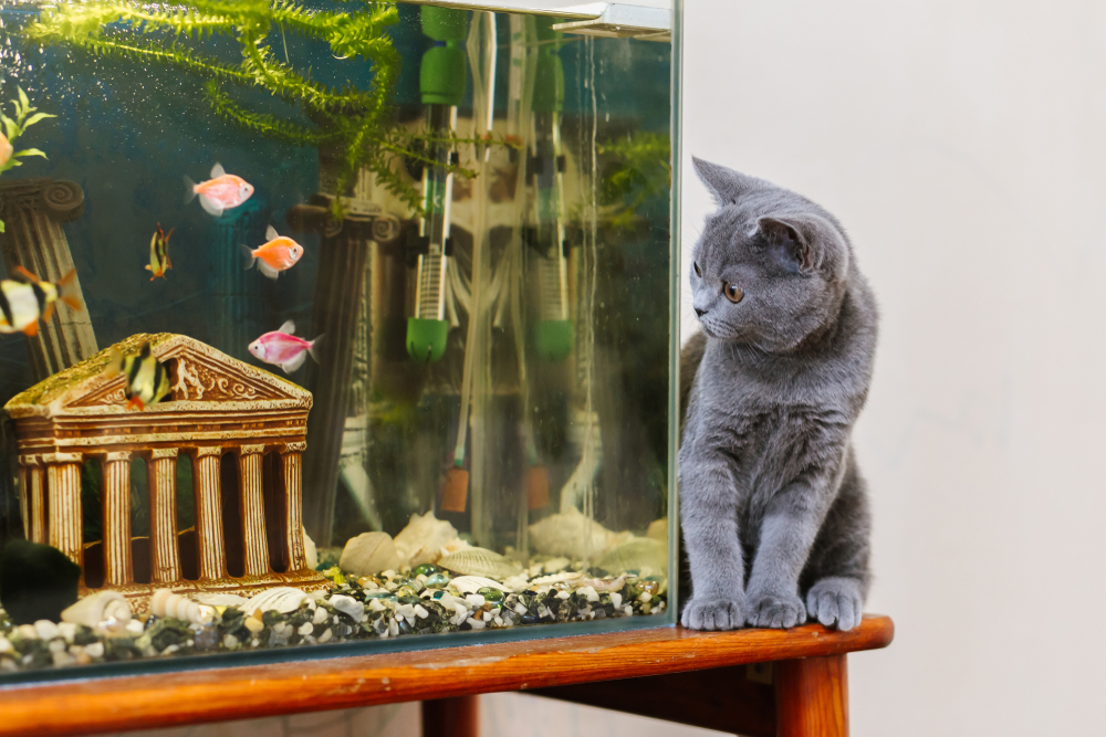 cat sitting near the fish aquarium
