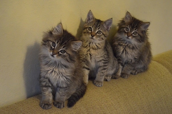We Chat with the Author of "The Itty Bitty Kitty Committee"