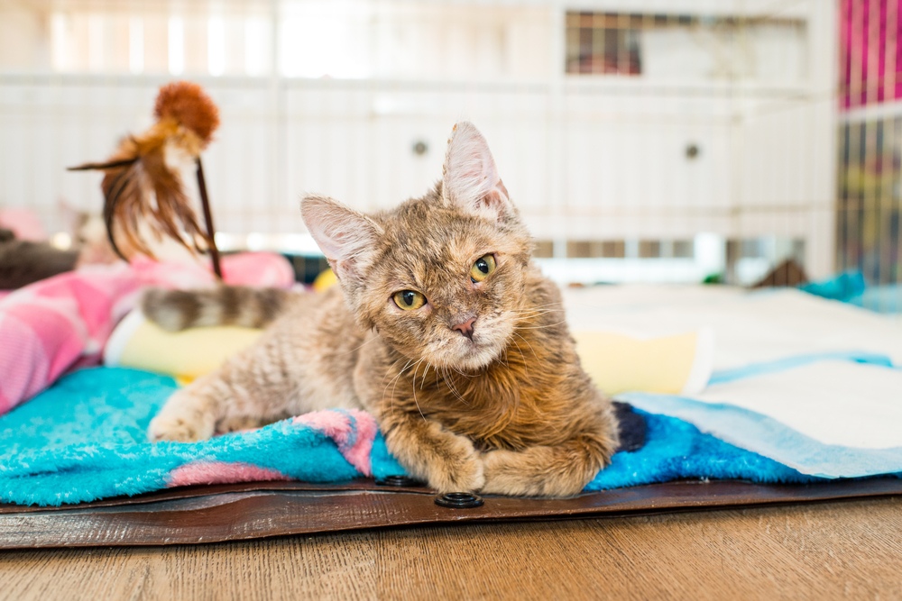 Why Is My Cat So Clumsy? Cerebellar Hypoplasia Explained (Vet Answer)
