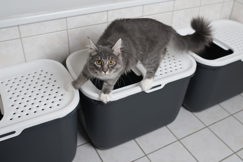 blue maine coon cat standing on top entry litter box