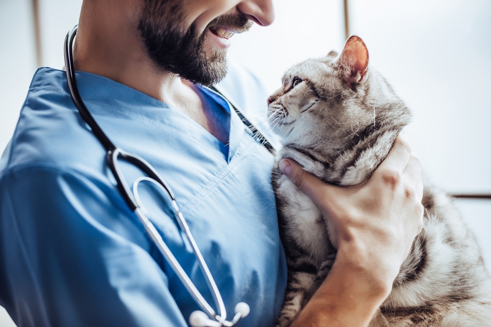 Feline Cognitive Decline: Vet-Reviewed Signs, Diagnosis & Treatment