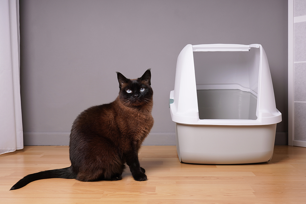 Are Cats Territorial About Their Litter Box? Our Vet Explains
