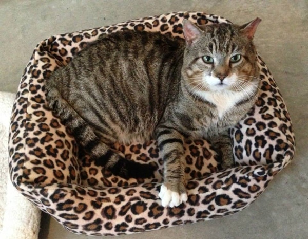 Big Daddy Is a King-Size Rescue Kitty Who Will Rule Your Heart