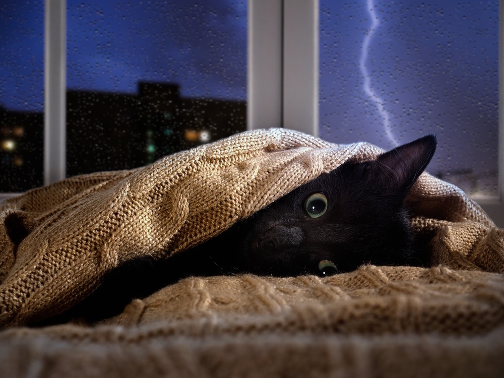 How to Calm a Cat During Thunderstorms: 16 Vet-Reviewed Methods