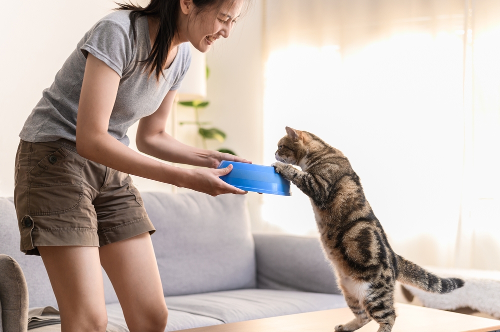 Can I Feed My Cat Different Brands Of Food? Vet Approved Advice