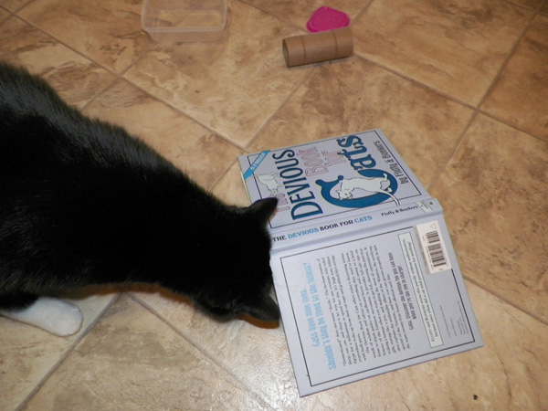 The 5 Ways My Cats Makes Me to Be Illiterate