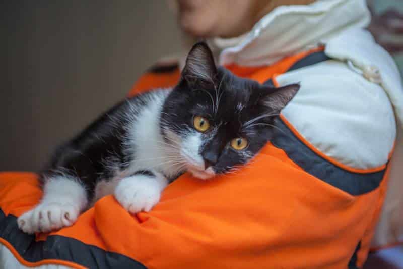 Fostering Shelter Cats: Our Vet Shares 10 Tips Before You Bring One Home
