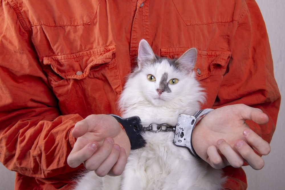 In the Jail Cats Program, Prisoners Socialize Shelter Kittens