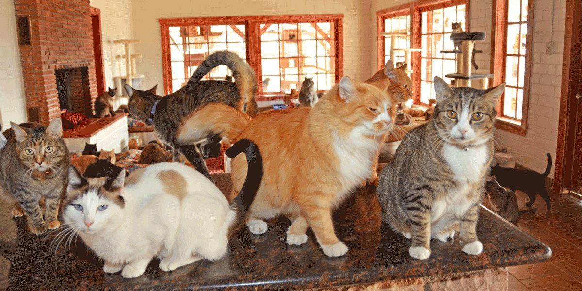 A Hollywood Actor Chose Animals Over Acting 43 Years Ago to Found D.E.L.T.A. Rescue
