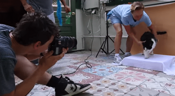 We Interview Henry Hargreaves, Who Photographed the Famous Hemingway Cats