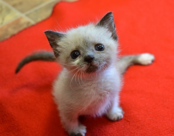 Tanzanite: Story of Paraplegic Kitten Who Fought to Survive