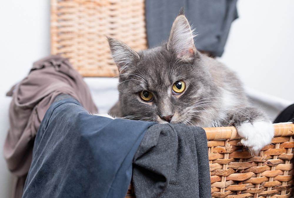 blue maine coon cat inside the laundry basket