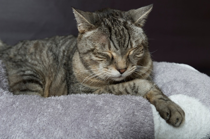 Signs an Older Cat is in Pain: 8 Vet-Reviewed Indications