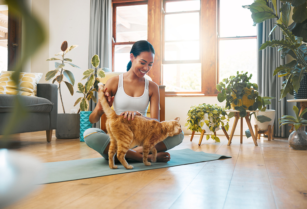 How to Have a Cat in a Small Apartment: 8 Vet-Approved Tips & Tricks