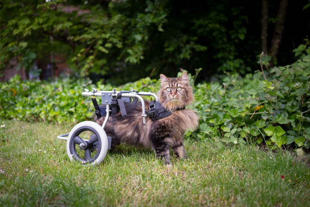 How to Care for a Disabled Cat With Special Needs: 11 Tips to Prepare Your Home