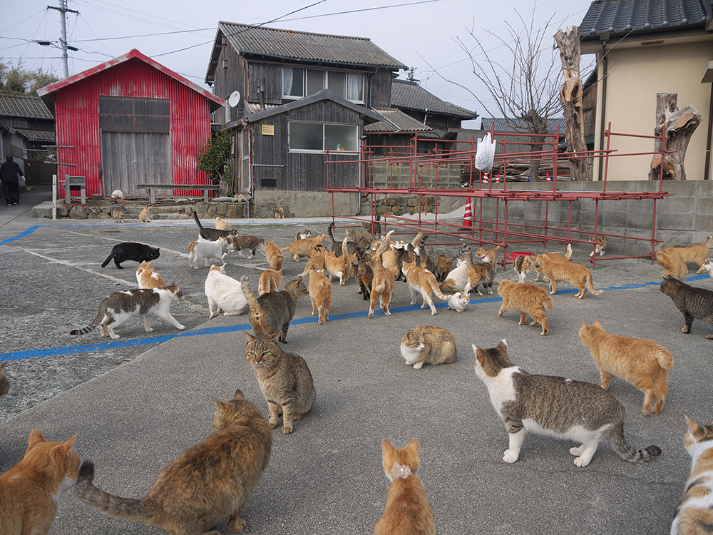 Aoshima, Japan's Cat Island: A Visitor's Guide