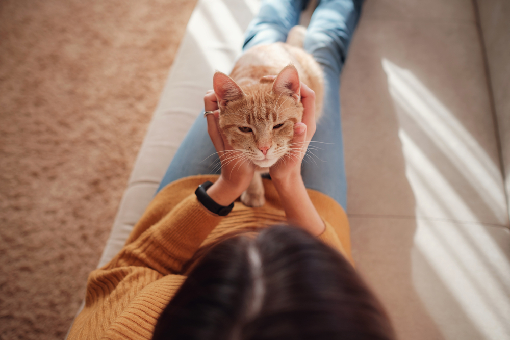 Do Cats Know When You're on Your Period? Vet-Verified Facts & FAQ