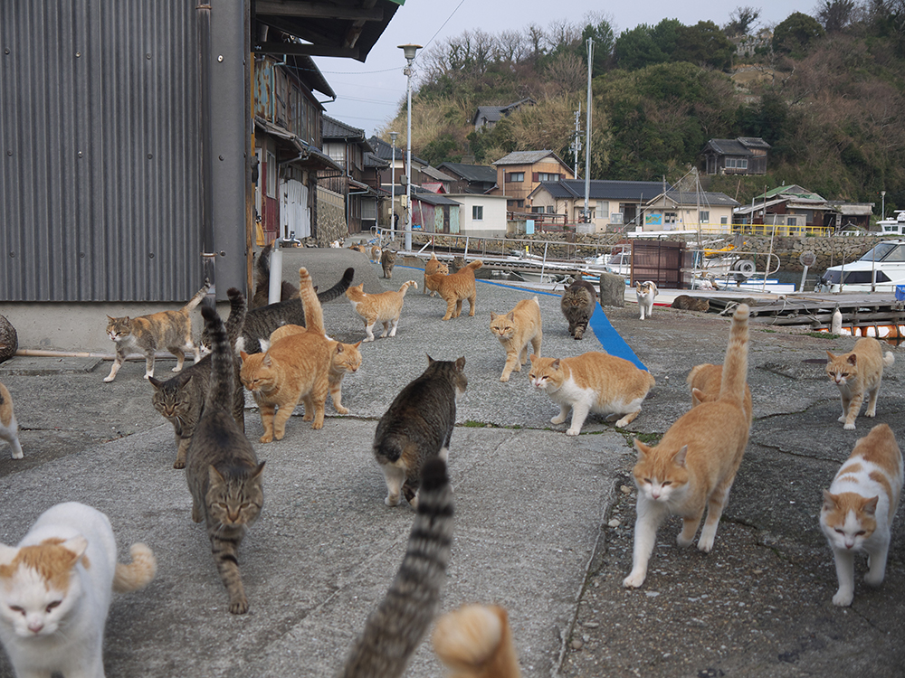 cats of aosima walking around the village