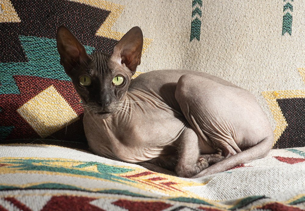 Donskoy cat lying on the sofa