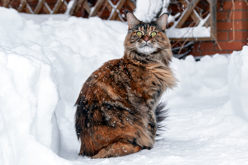Maine Coon cat outdoor during winter