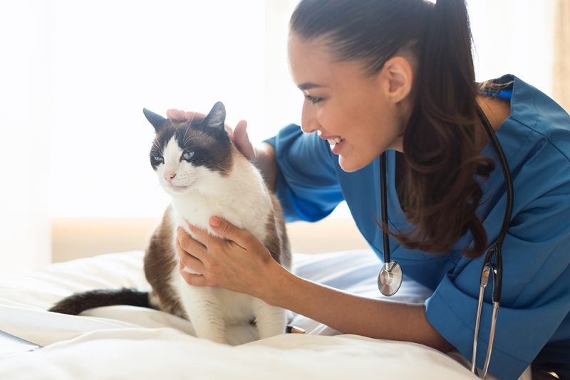 How to Make a Cat Feel Better After Vaccines: 3 Vet-Approved Tips