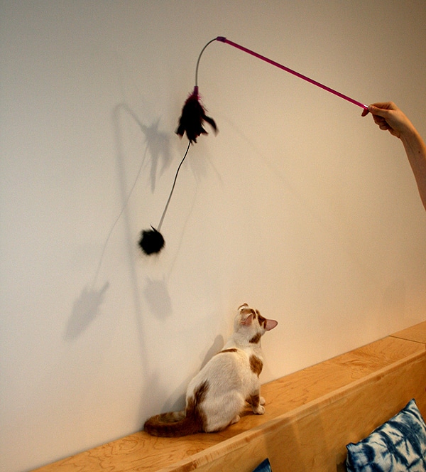 We Get a Preview of San Francisco's First Cat Cafe