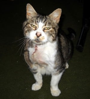 Feline Cancer Survivor Chuck Inspires at Relay for Life