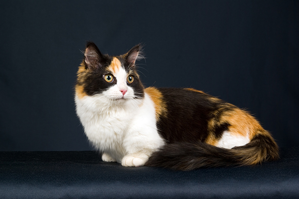 Calico Munchkin Cat: Info, Pictures, Facts & History