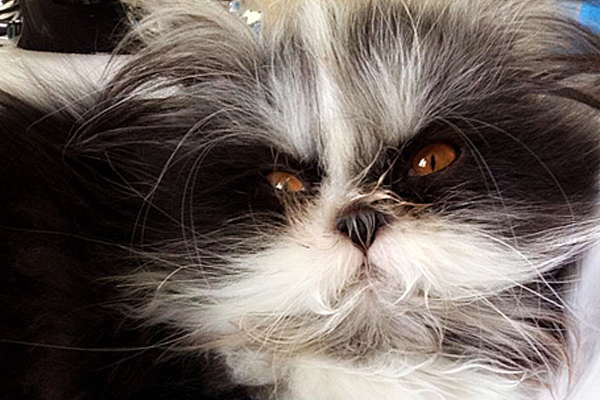 We Chat With the Owner of Atchoum the Celebrity Cat