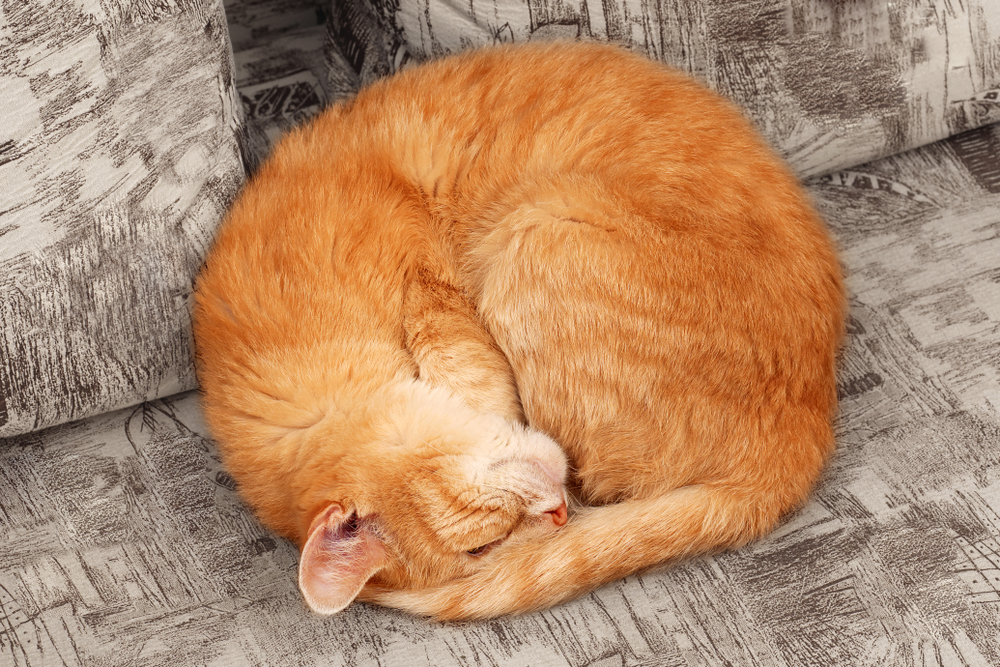 What Is Cat Shrimping? Explanation With Pictures