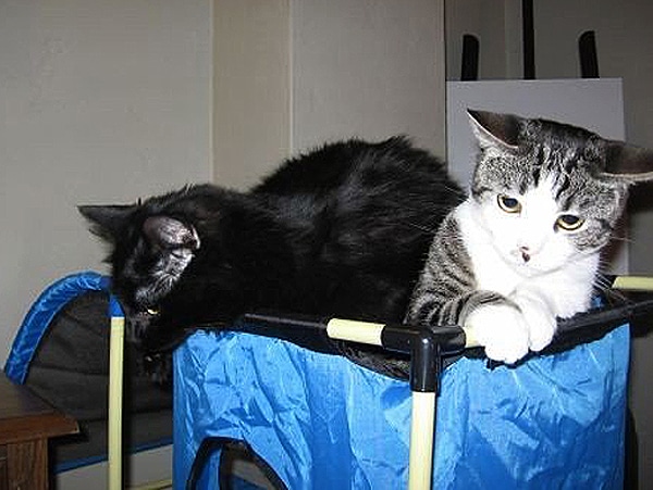 Cat-Dandy-KitTea-Sophie+Shadow.jpg